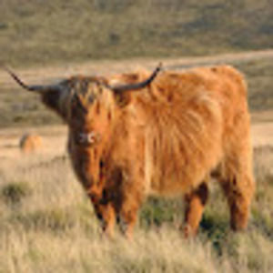 Meet your Posher, Arnold